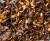 Cascara 1.jpg